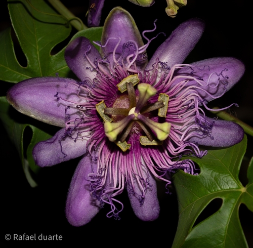 crato passionvine