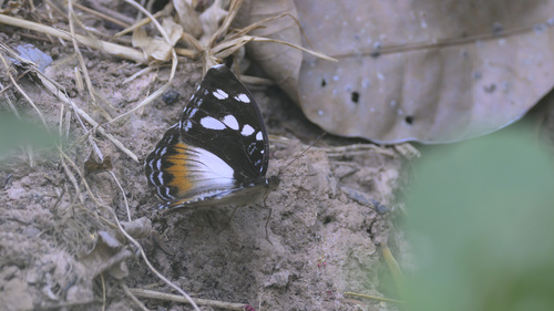 Forest Glade Nymph