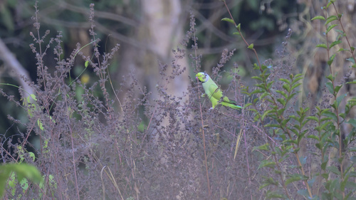 Rose-ringed Parakeet