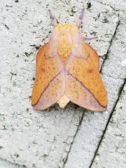 Syssphinx bisecta