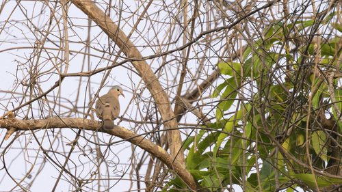 Blue-spotted Wood-Dove