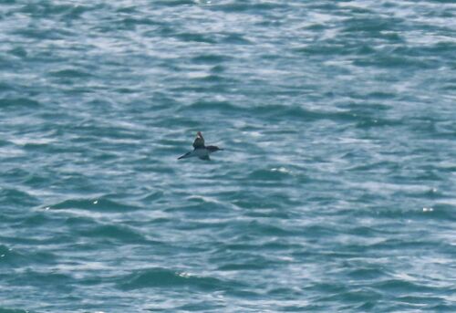 Hutton's Shearwater (Puffinus huttoni), photo 5