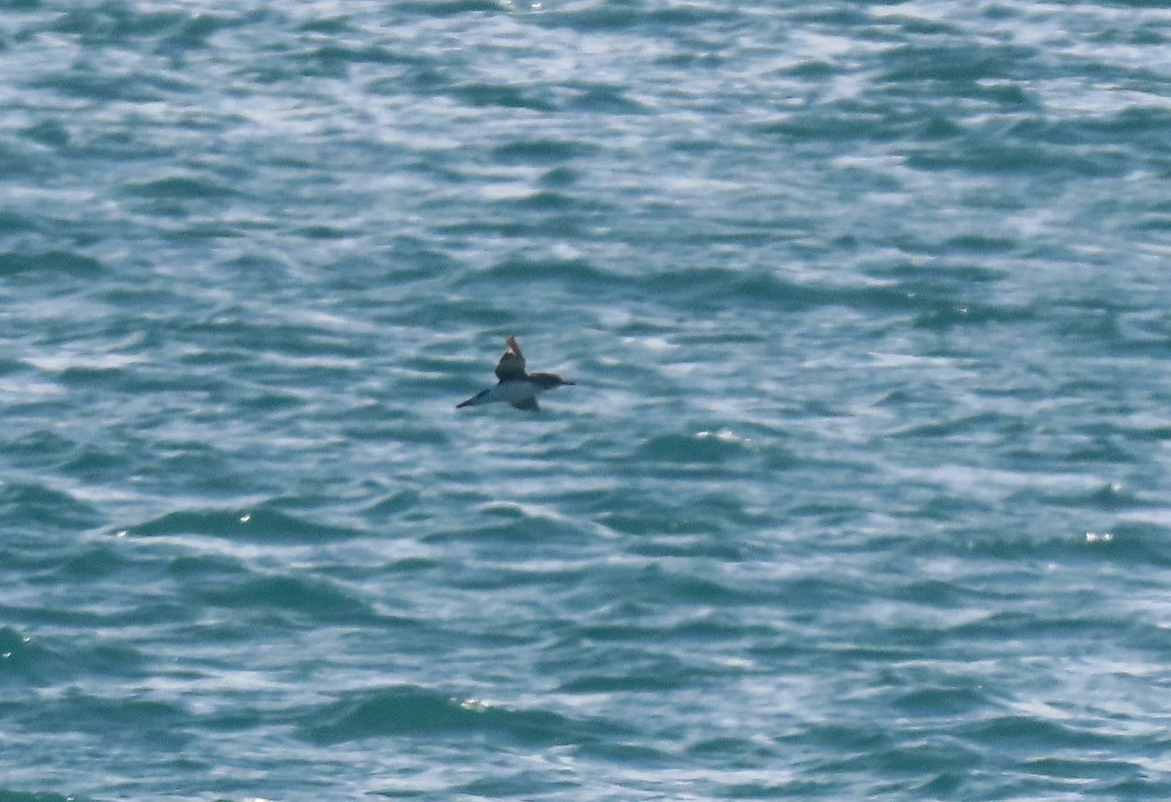Hutton's Shearwater (Puffinus huttoni), photo 8