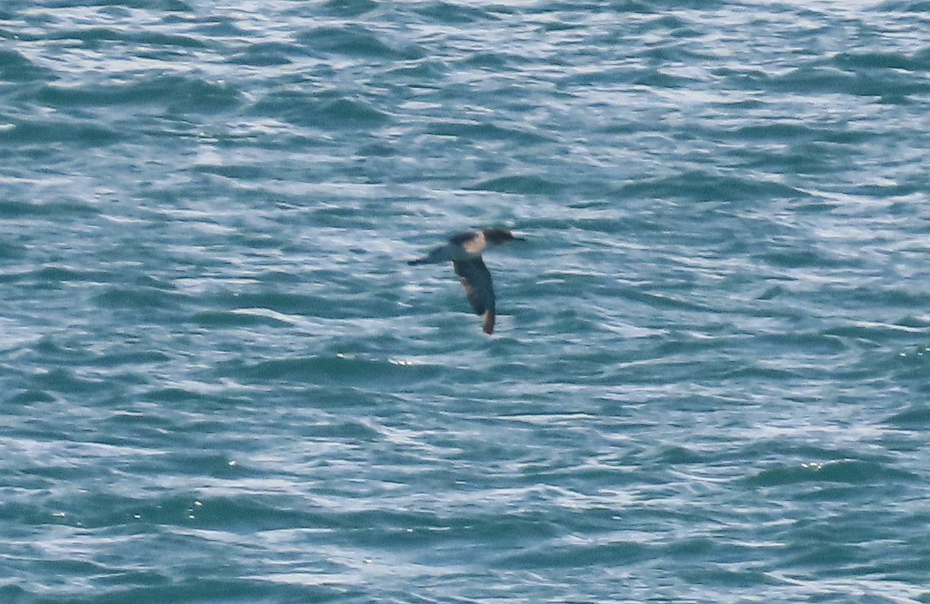 Hutton's Shearwater (Puffinus huttoni), photo 9