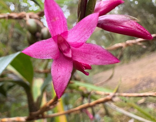 Paleata Orchid