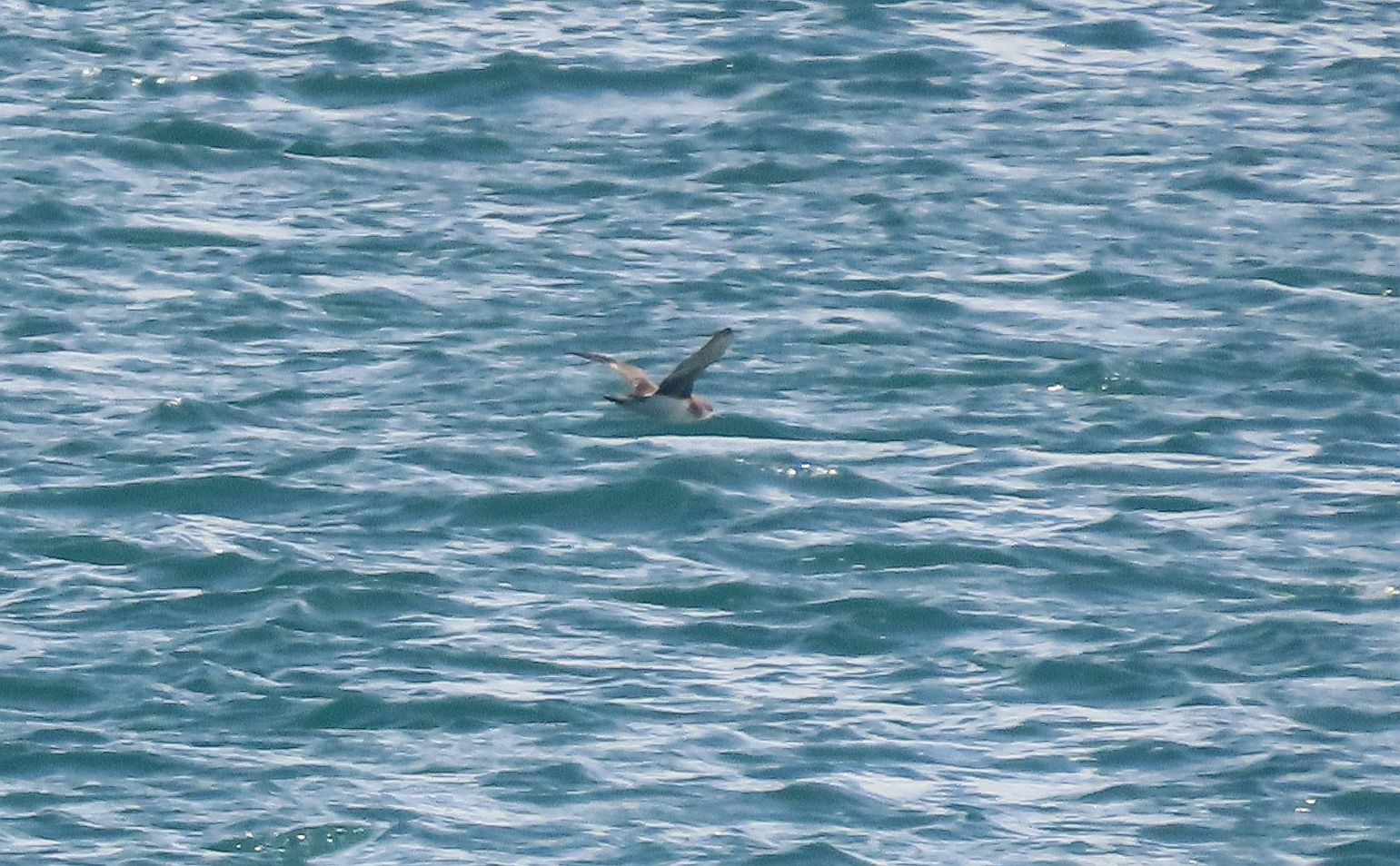 Hutton's Shearwater (Puffinus huttoni), photo 10