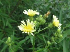 Picris japonica