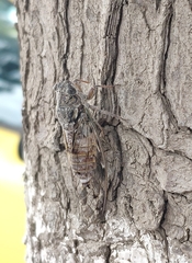 Cicada