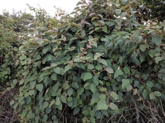 Actinidia setosa