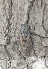 Cicada