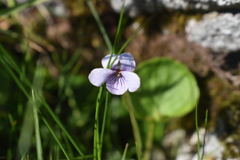 Viola palustris