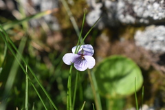 Viola palustris
