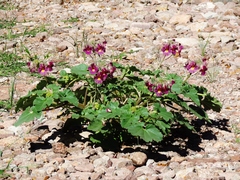 Proboscidea louisianica fragrans