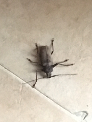 Xixuthrus domingoensis