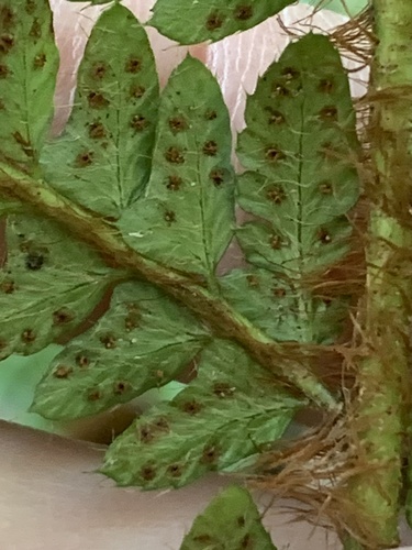 Polystichum polyblepharon