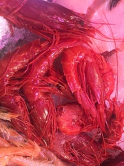 Aristaeopsis edwardsiana