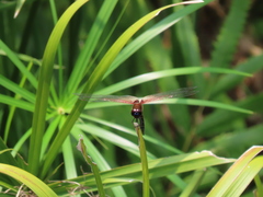 Tramea transmarina euryale
