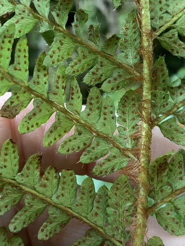 Polystichum polyblepharon