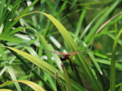 Tramea transmarina euryale