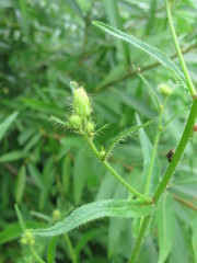 Picris japonica