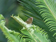 Luthrodes pandava peripatria