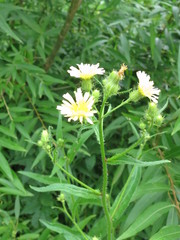 Picris japonica