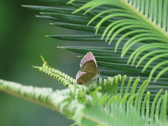 Luthrodes pandava peripatria