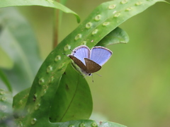 Luthrodes pandava peripatria