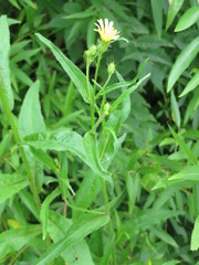 Picris japonica