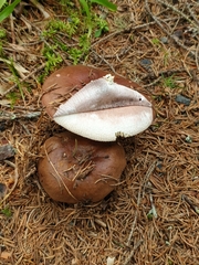Russula integra