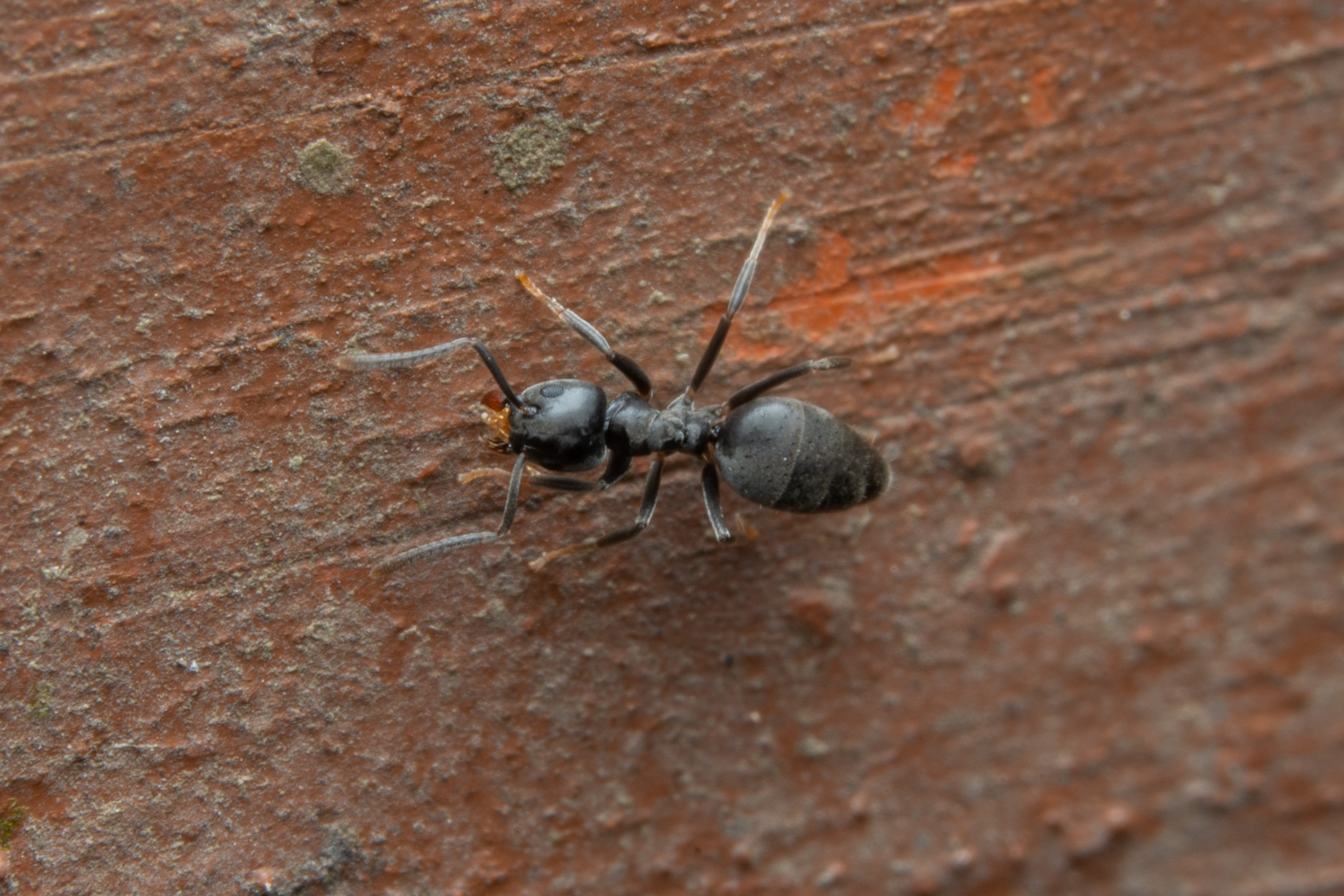 Technomyrmex elatior