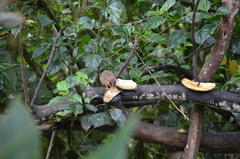 Didelphinae