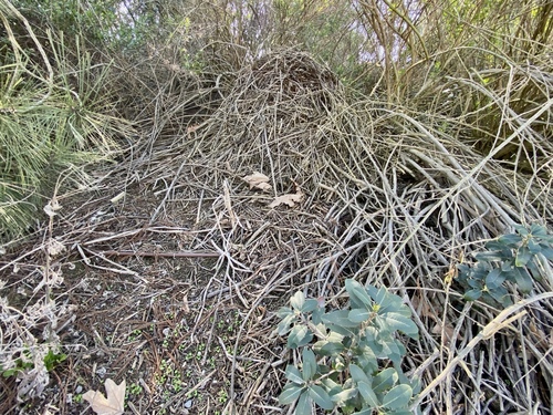 iNaturalist observation photo of Woodrats