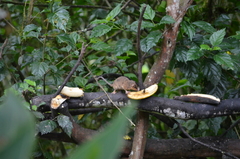 Didelphinae