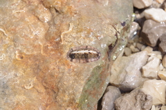 Rhyssoplax olivacea