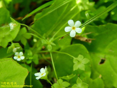 Androsace umbellata