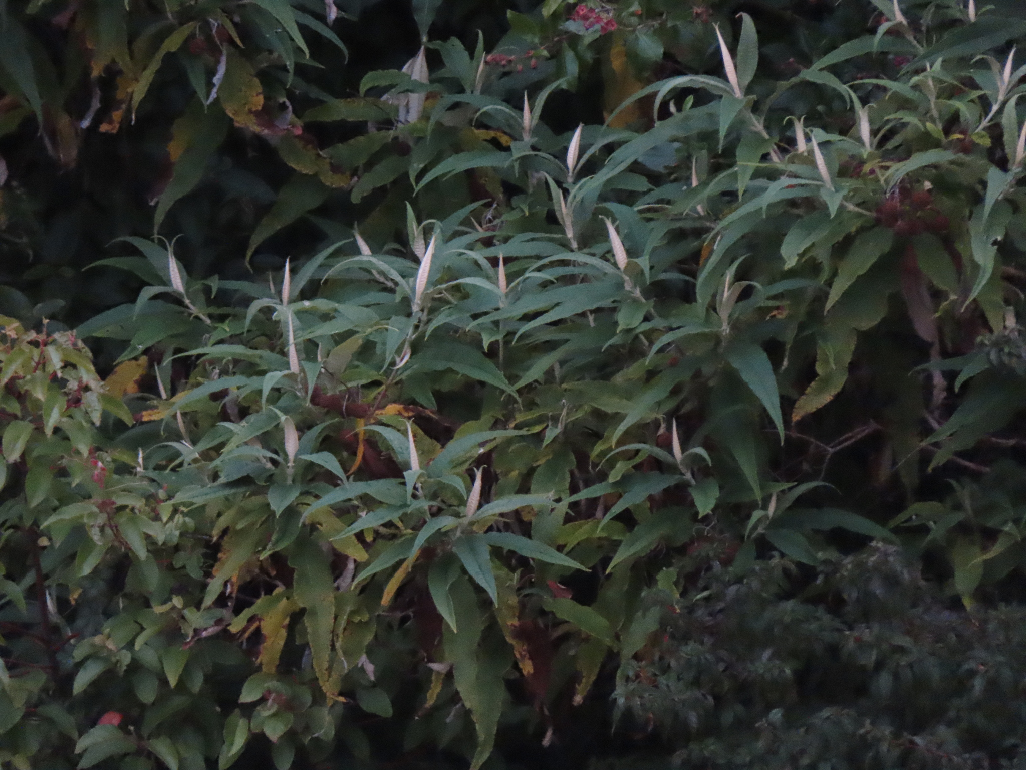 Imagem de Buddleja