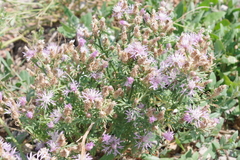 Centaurea spinosociliata