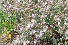 Limonium cancellatum