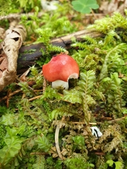 Russula silvestris