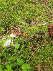 Russula silvestris
