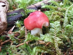 Russula silvestris