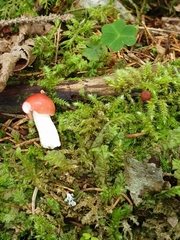 Russula silvestris