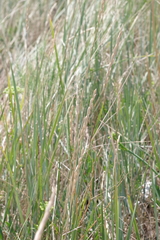 Elymus farctus