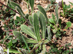 Biscutella laevigata