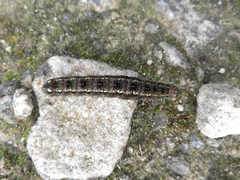 Apina callisto