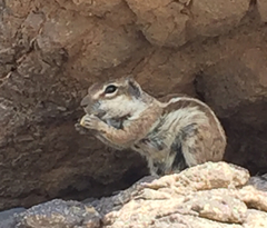 Atlantoxerus getulus