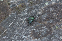 Megadromus antarcticus