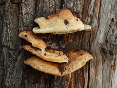 Fungi