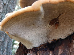 Fungi
